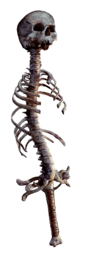 Arek's Bones